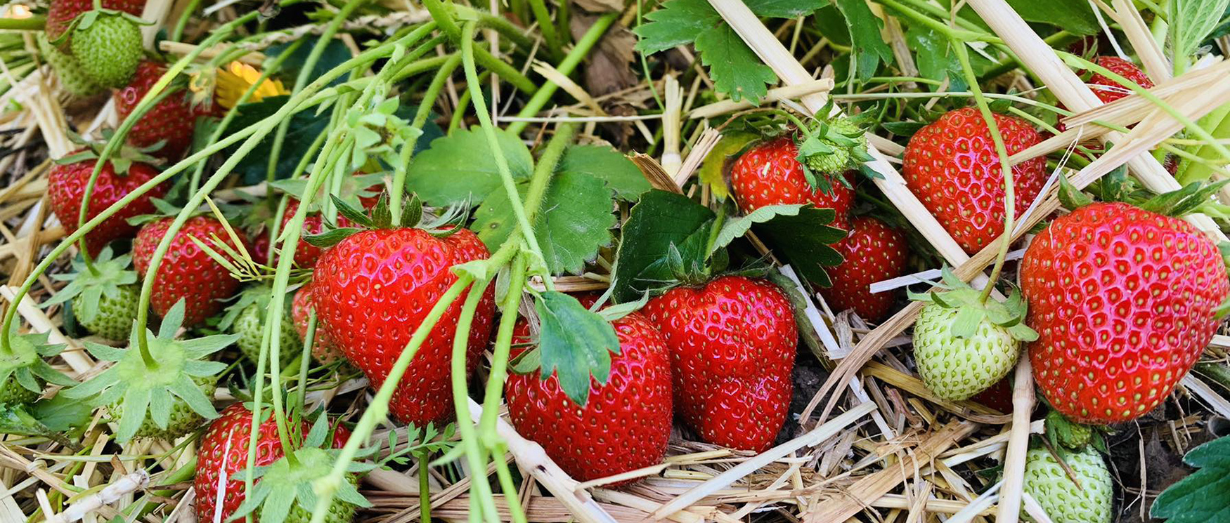Pickwell Farm strawberries